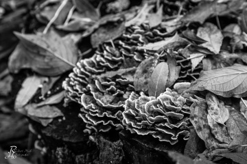 RHO_0134_Pilze_Flechten_0166