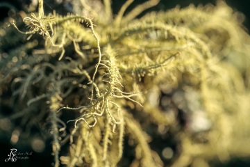 RHO_0135_Pilze_Flechten_0037