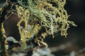 RHO_0137_Pilze_Flechten_0032