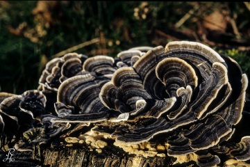 RHO_0138_Pilze_Flechten_0024