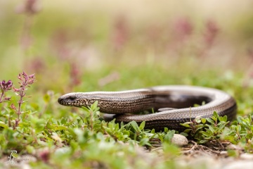1_RHO_0004_Reptilien_2506