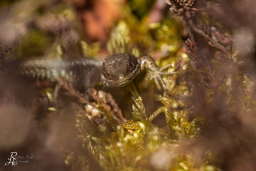 1_RHO_0005_Reptilien_2343