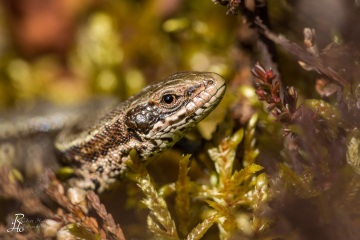 1_RHO_0006_Reptilien_2423