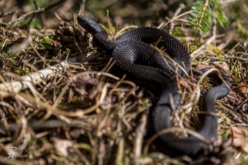 1_RHO_0007_Reptilien_4084