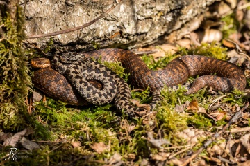1_RHO_0015_Reptilien_8952