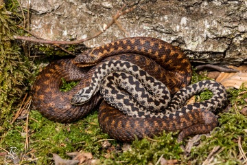 1_RHO_0017_Reptilien_9472
