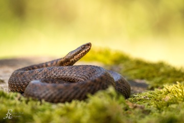 1_RHO_0019_Reptilien_0557