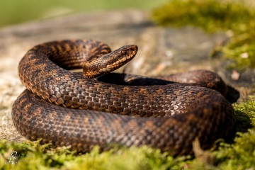 1_RHO_0020_Reptilien_0706