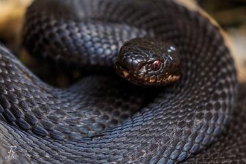 1_RHO_0024_Reptilien_9507