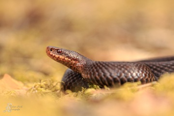 1_RHO_0026_Reptilien_5059