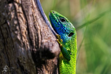 1_RHO_0031_Reptilien_1763