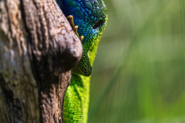 1_RHO_0032_Reptilien_1769