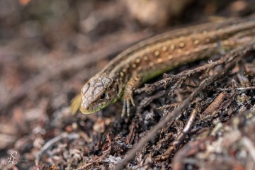 1_RHO_0039_Reptilien_3341