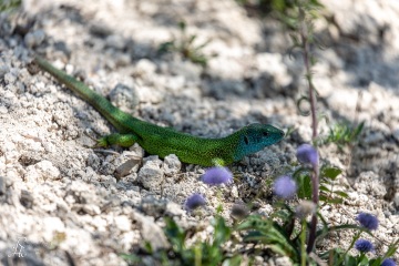 1_RHO_0040_Reptilien_9317