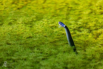 1_RHO_0043_Reptilien_7487