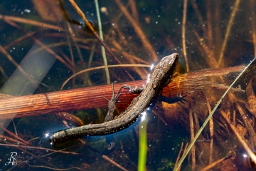 1_RHO_0045_Reptilien_1554