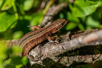 1_RHO_0047_Reptilien_7087