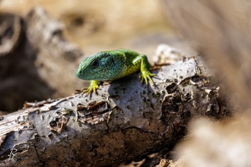 1_RHO_0048_Reptilien_1439