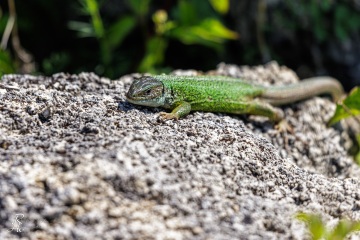 1_RHO_0050_Reptilien_1528