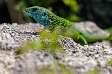 1_RHO_0051_Reptilien_1556