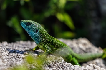 1_RHO_0052_Reptilien_1568