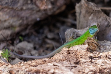 1_RHO_0053_Reptilien_1872