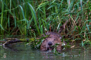 RHO_2014-08-16_Biber_9476