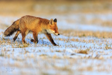 RHO_2016-02-06_Rotfuchs_8090
