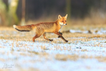 RHO_2016-02-06_Rotfuchs_8100