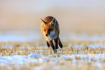 RHO_2016-02-06_Rotfuchs_8175