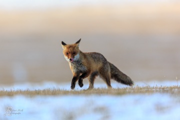 RHO_2016-02-06_Rotfuchs_8282