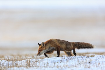 RHO_2016-02-06_Rotfuchs_8430