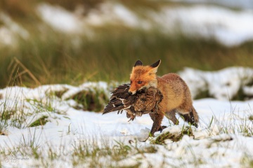 RHO_2016-02-06_Rotfuchs_8481
