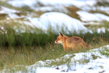 RHO_2016-02-06_Rotfuchs_8541