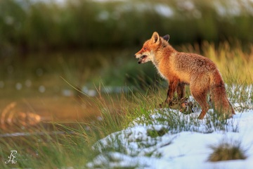 RHO_2016-02-06_Rotfuchs_8792