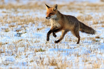 RHO_2016-02-06_WS_Tschechien_7DII_0878