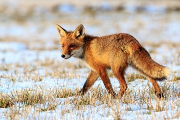 RHO_2016-02-06_WS_Tschechien_7DII_0916