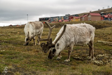 RHO_2016-06-23_02_Spitzbergen-Rentier_6667