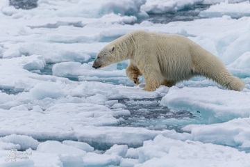 Eisbär
