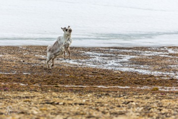 RHO_2016-06-26_11_Spitzbergen-Rentier_8726
