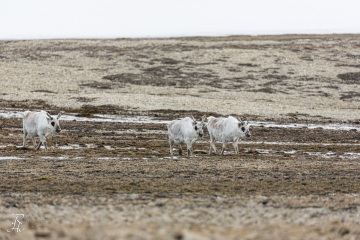 RHO_2016-06-26_11_Spitzbergen-Rentier_8768