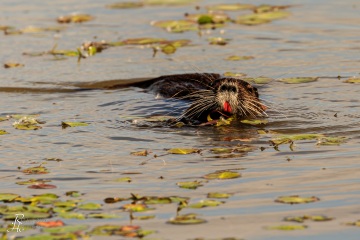 RHO_2017-04-20_Nutria_0456