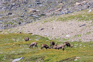 RHO_2017-08-13_Grossglockner_5D4_7266