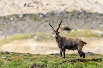 RHO_2017-08-13_Grossglockner_5D4_7323