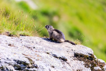 RHO_2017-08-13_Murmeltiere_7015