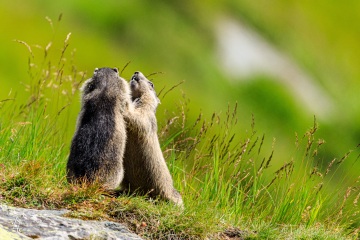 RHO_2017-08-13_Murmeltiere_7047