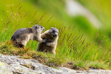 RHO_2017-08-13_Murmeltiere_7055