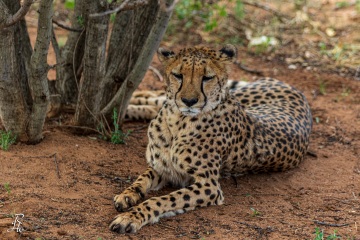 RHO_2017-11-21_Gepard_1290