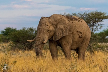 RHO_2017-11-22_Afrik_Elefant_2013