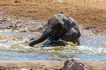 RHO_2017-11-23_Afrik_Elefanten_3034